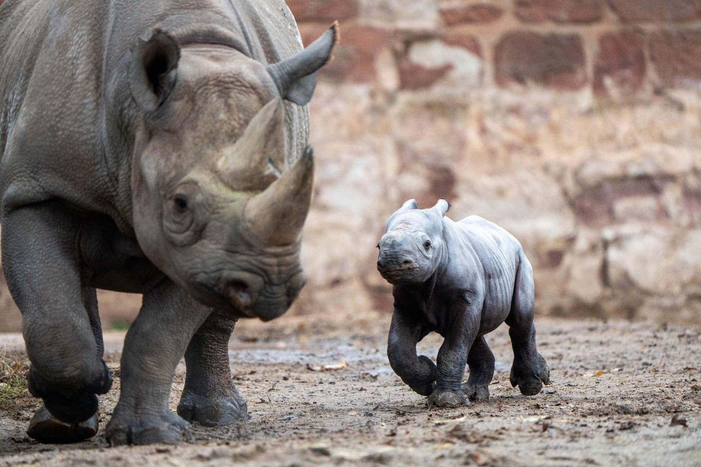 Das kleine Nashornjunge läuft neben seiner Mutter im Chester Zoo.