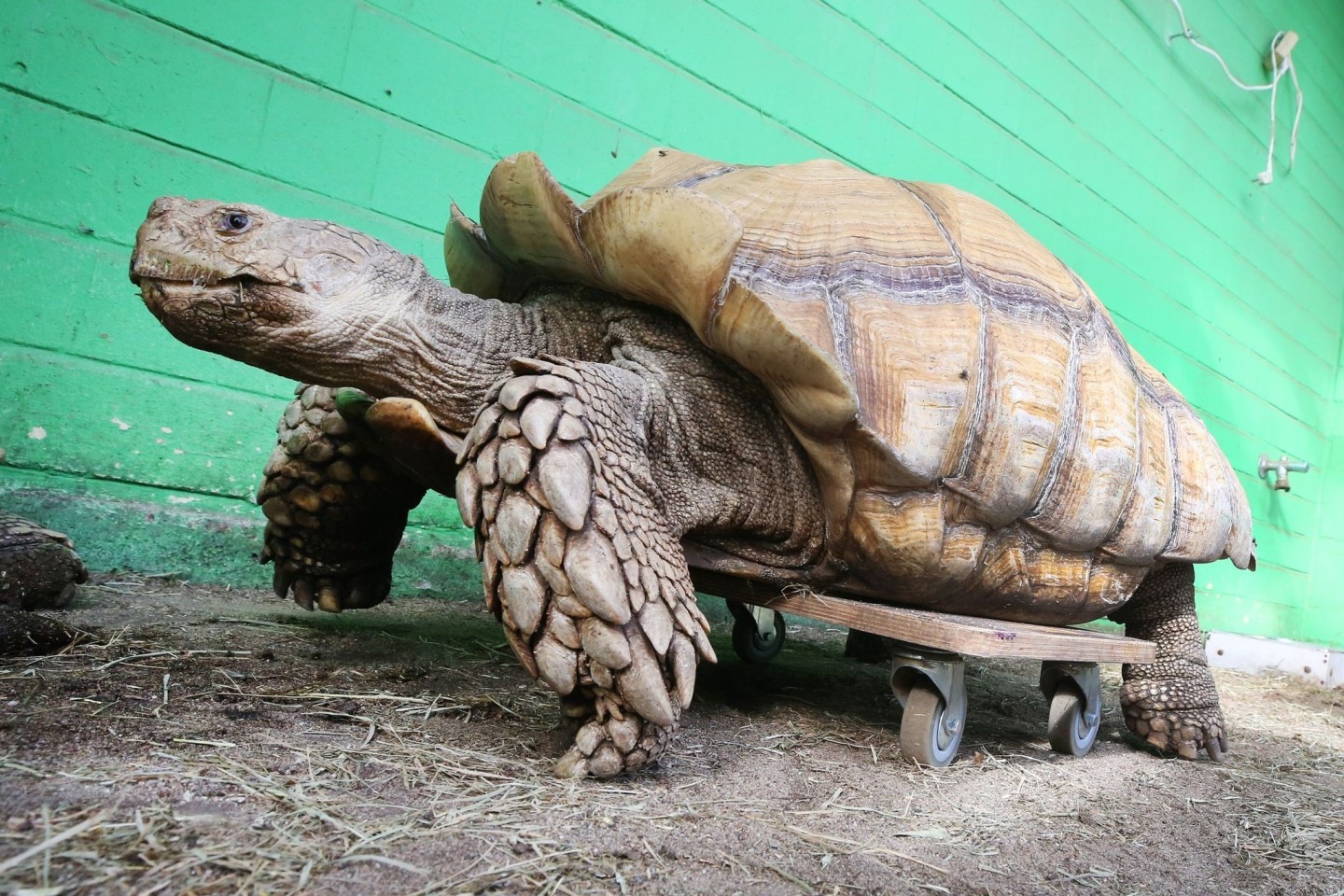 Das rund 100 Kilogramm schwere Schildkrötenmännchen Helmuth bewegt sich auf seinem Rollbrett durch das Gehege im Gelsenkirchener Zoo.