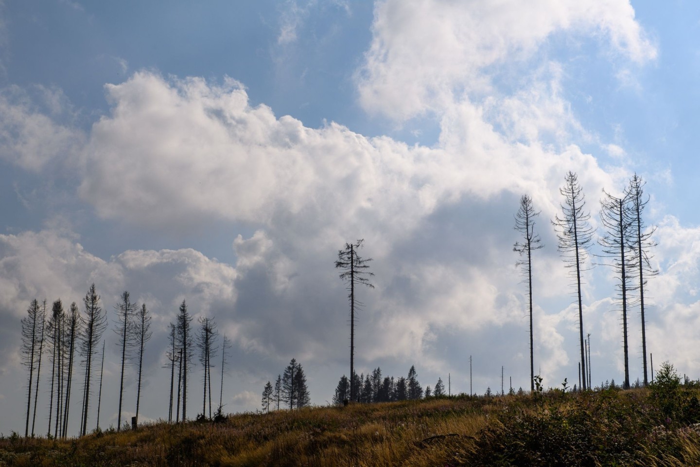Tote Nadelbäume stehen auf einer gerodeten Fläche. Die Trockenheit der Jahre 2019 und 2020 und der Borkenkäfer hatte einen großen Teil der Fichten im Harz absterben lassen. Nun werden di...