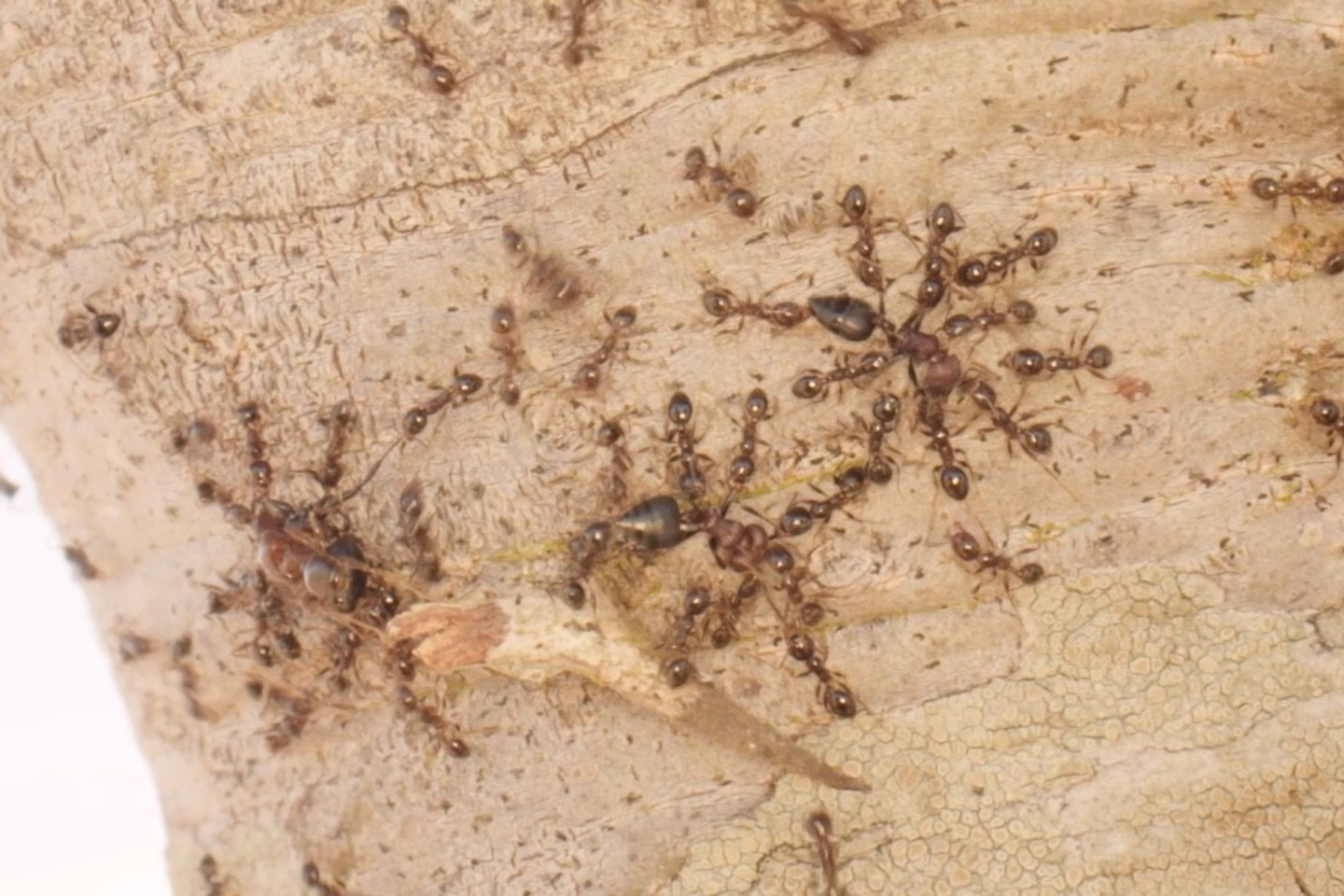 Gebietsfremde Großköpfige Ameisen (Pheidole megacephala) vertreiben heimische Crematogaster-Ameisen.
