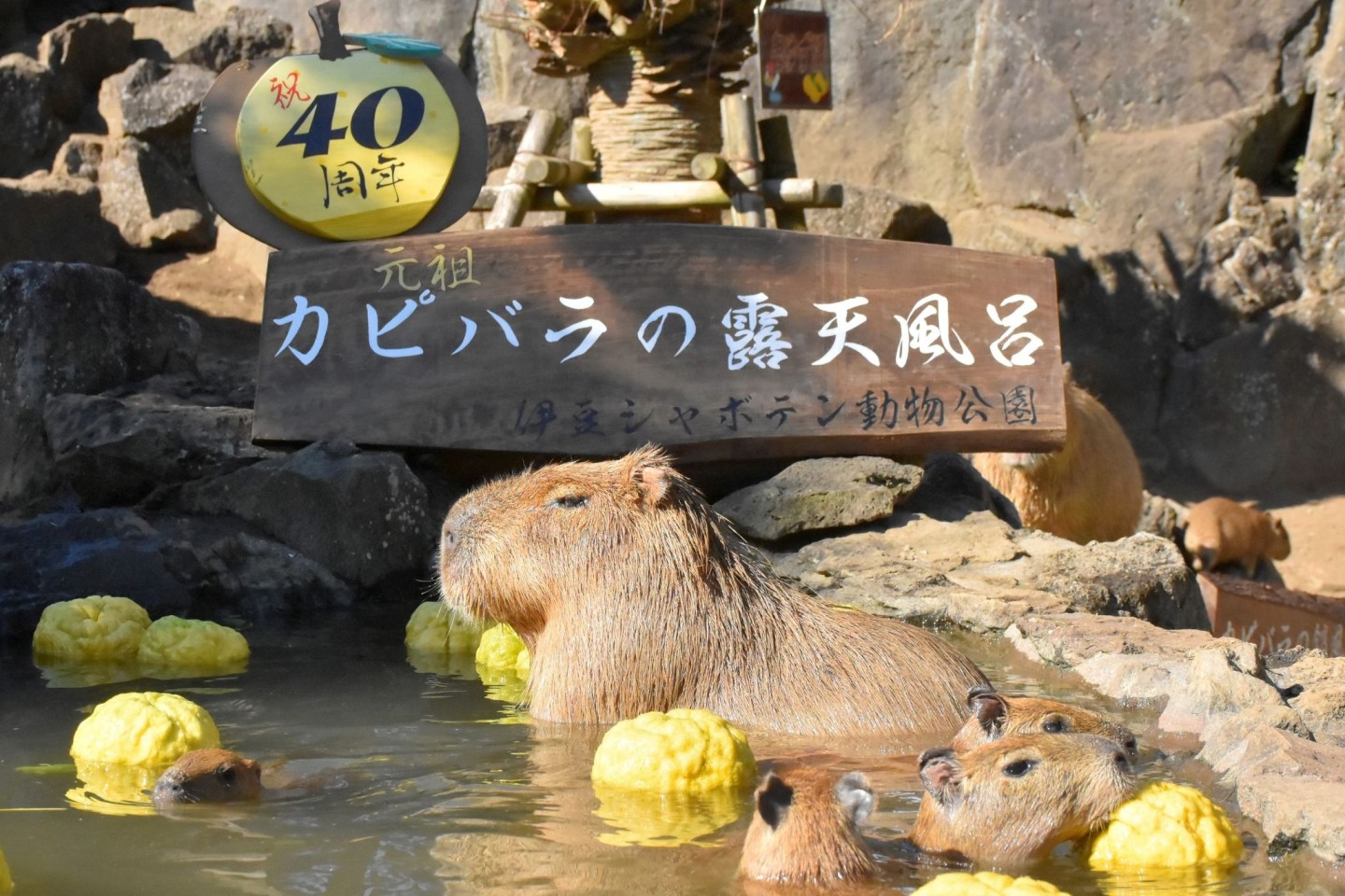 Wasserschweine im heißen Bad des Zoo Izu Shaboten.