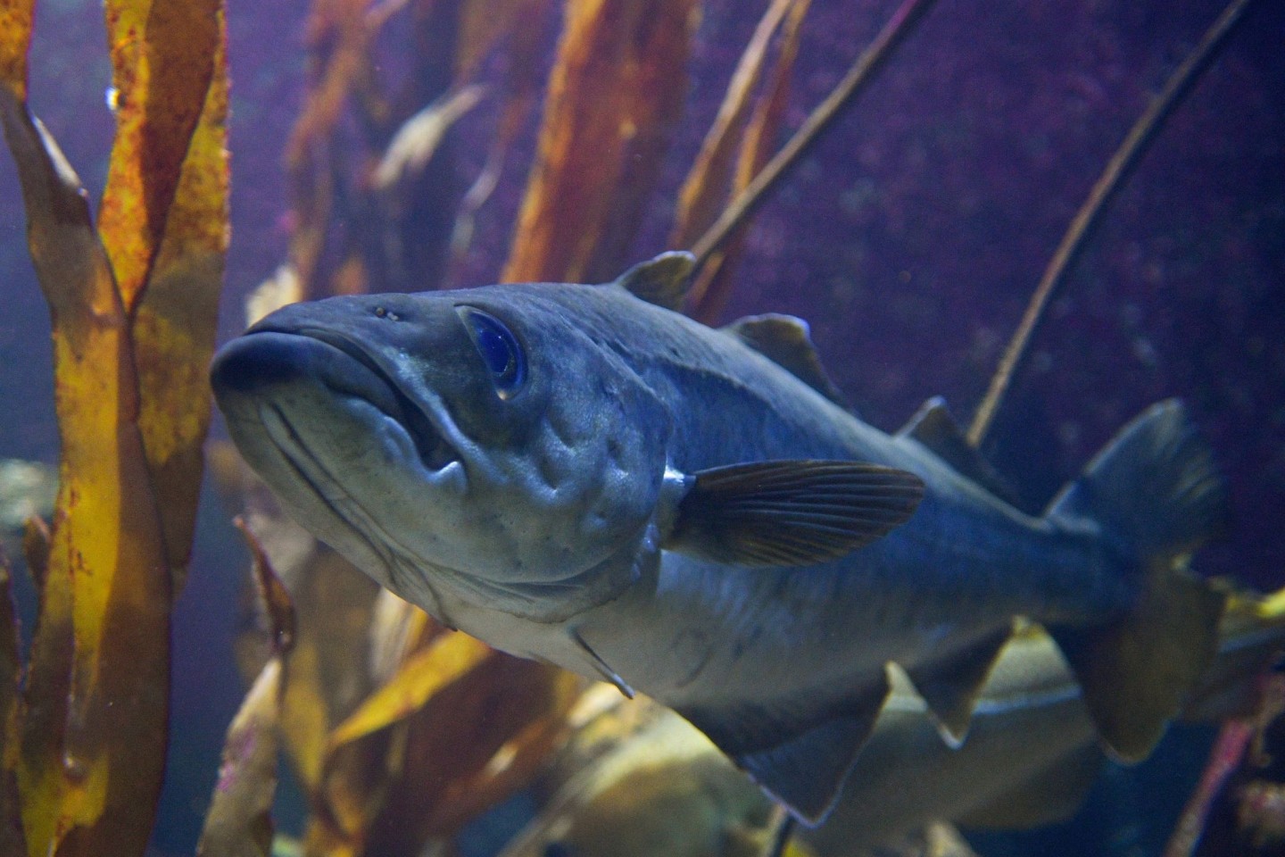 Ein Dorsch, auch Kabeljau genannt, schwimmt im Aquarium des Geomar-Instituts in Kiel.