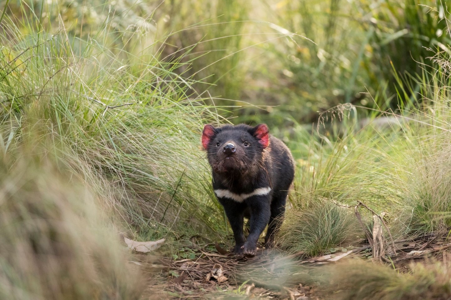 Rund 3000 Jahre nach ihrem Aussterben auf dem australischen Festland sind dort erstmals wieder Tasmanische Teufel in Freiheit geboren worden.