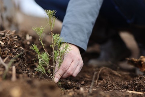 Bäume pflanzen fürs Klima: Nutzen oft nicht nachweisbar