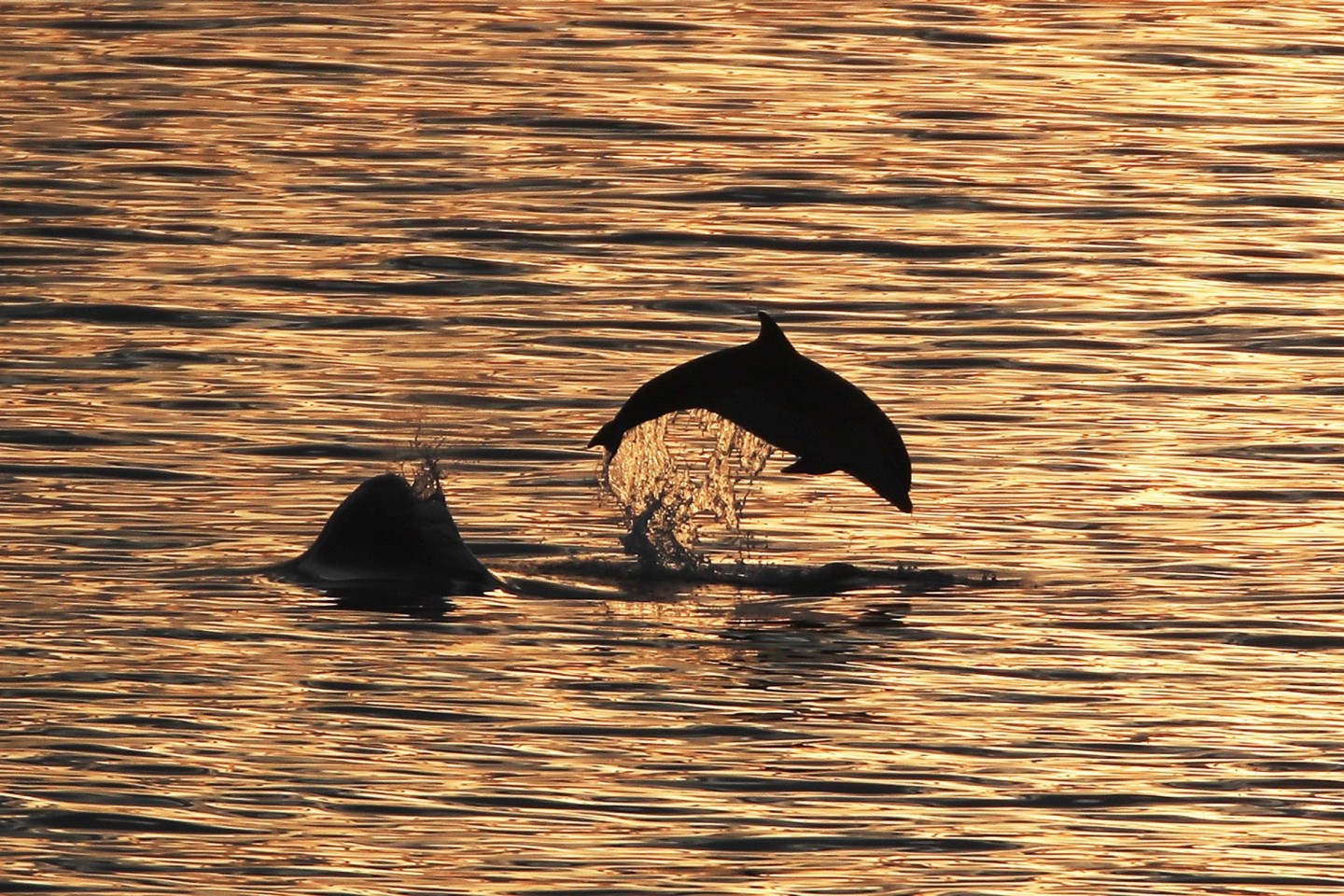 Die Ausbeutung von Delfinen und Kleinwalen hat in den letzten Jahren weiter zugenommen.