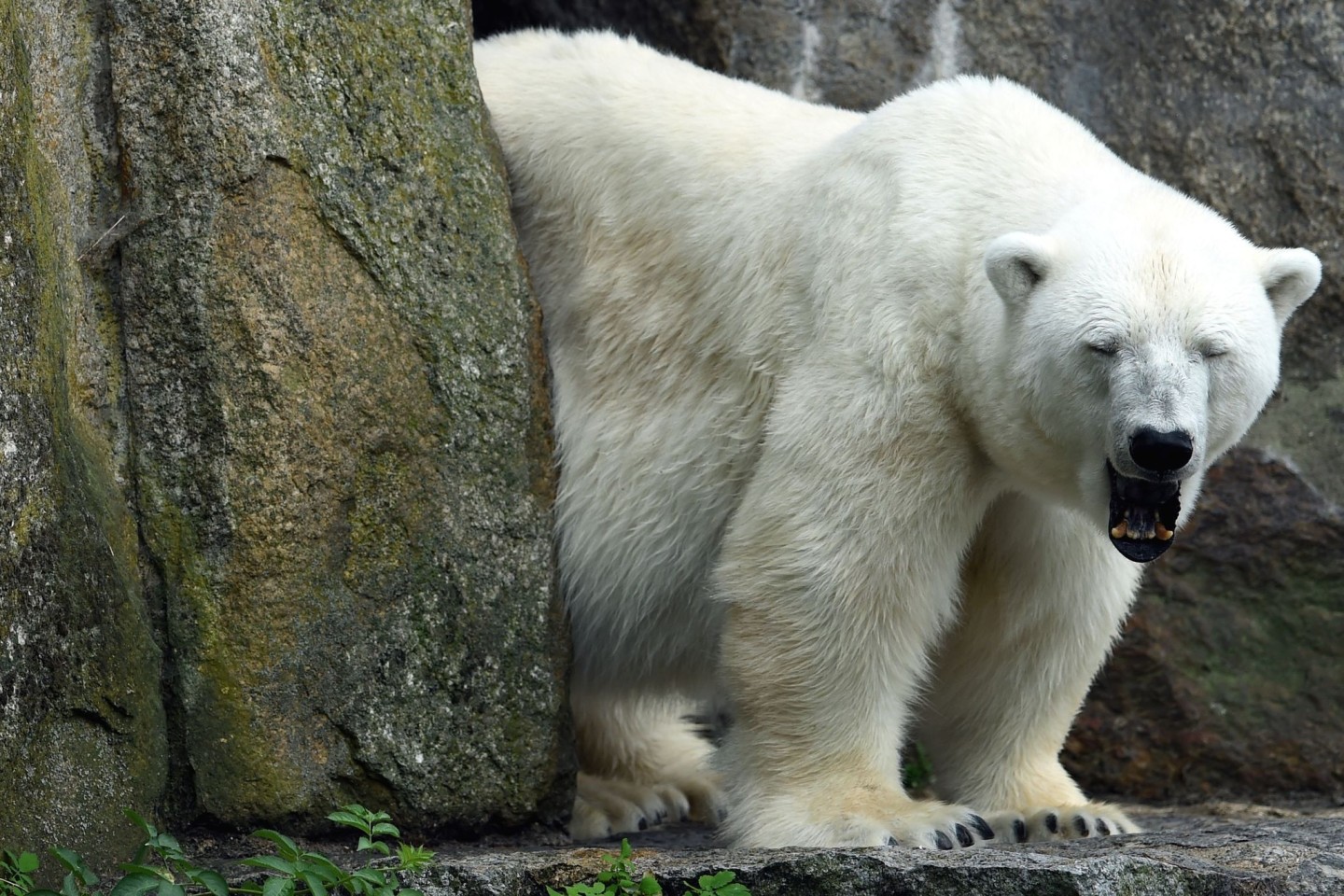 Eisbärin Katjuscha gähnt. Katjuscha ist im Alter von 37 Jahren im Zoo Berlin gestorben.
