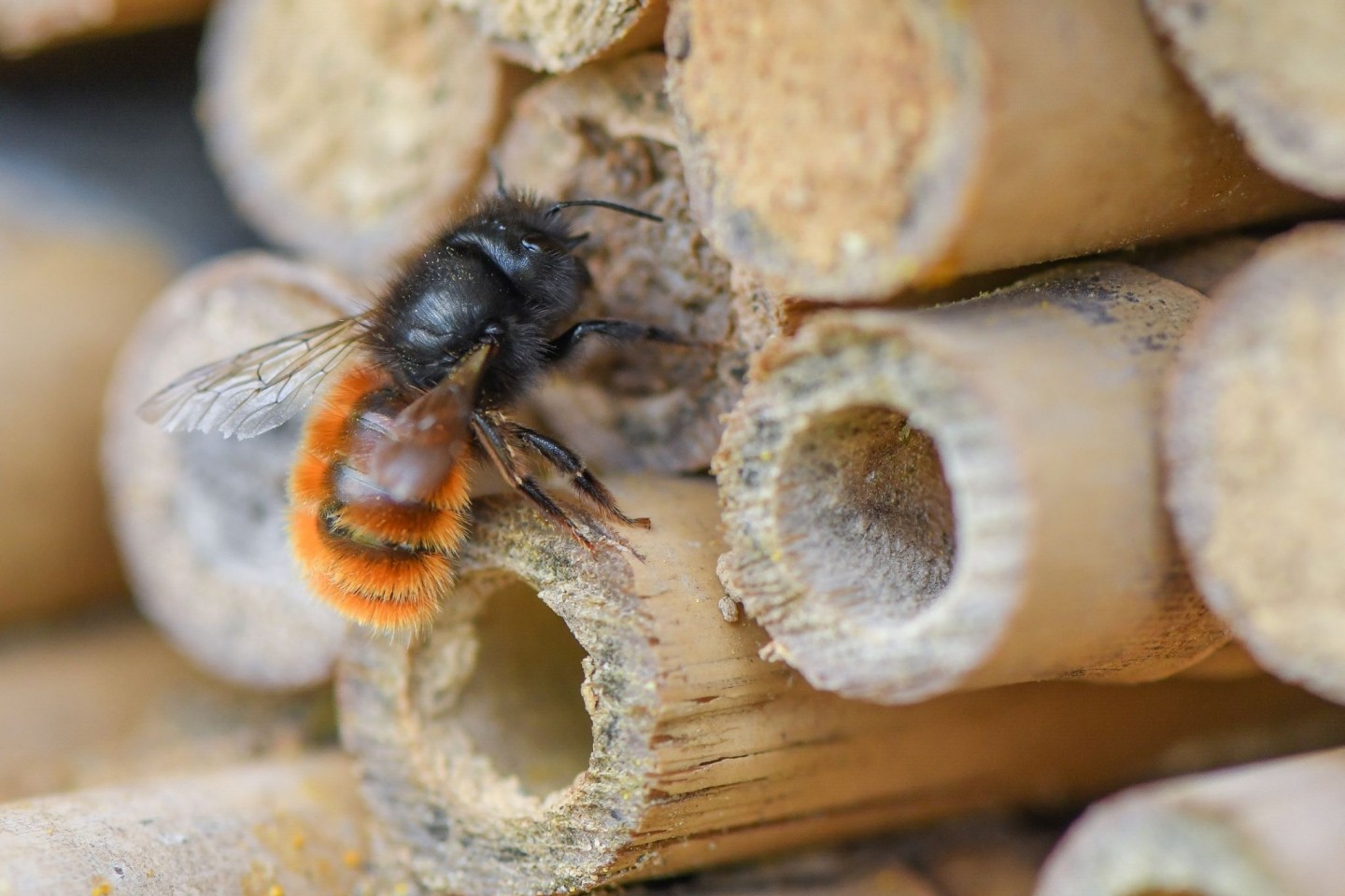 Eine Gehörnte Mauerbiene (Osmia cornuta) sitzt an einem speziellen Insektenhotel in einer Obstplantage in Brandenburg. Fast die Hälfte der mehr als 560 Wildbienen-Arten in Deutschland ist ...