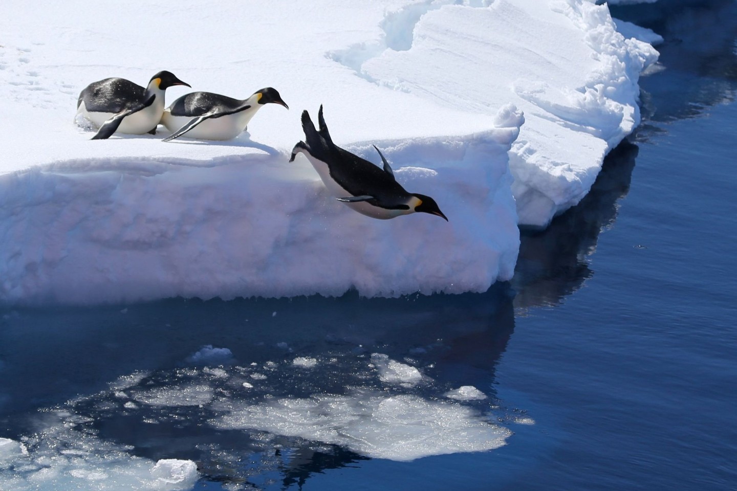 Kaiserpinguine springen von einer Eiskante ins antarktische Meer.