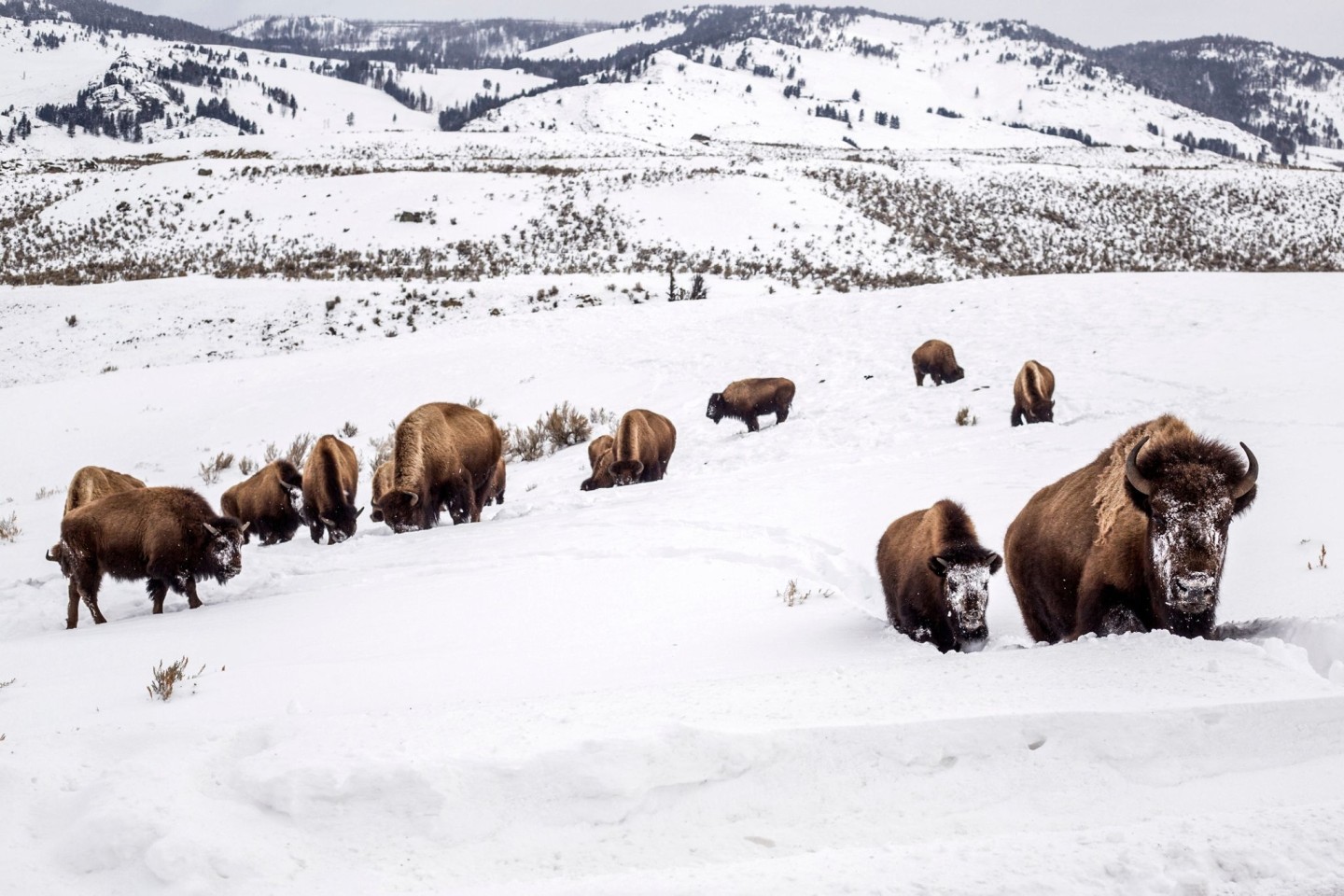 Eine Bisonmutter (r.) führt ihr Kalb im Februar 2021 durch den tiefen Schnee im Yellowstone-Nationalpark.