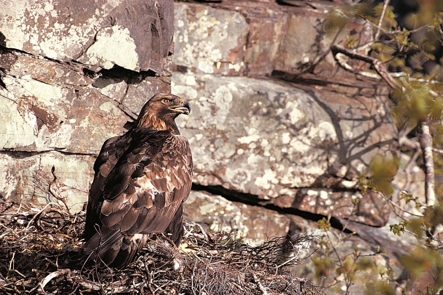 Ein Steinadler (Aquila chrysaetos) sitzt in seinem Nest.