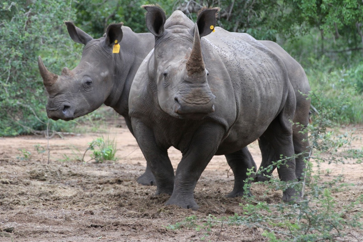 Zwei Breitmaulnashörner in einem Naturschutzreservat in Südafrika. Der internationale Handel mit Nashorn-Hörnern ist zwar verboten. Trotzdem töten Wilderer weiterhin illegal die Tiere.