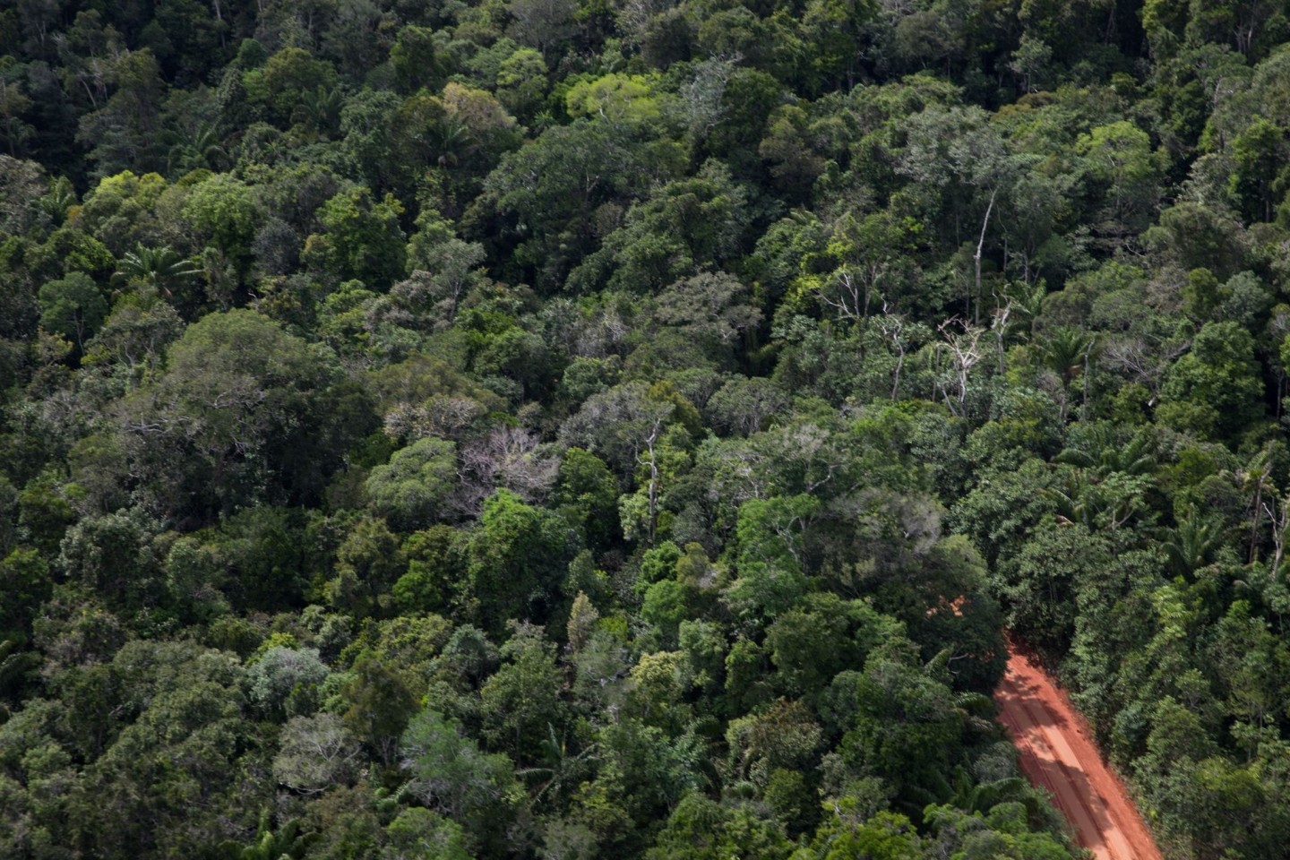 Ein Weg geht durch den Amazonas-Regenwald. (Archivbild)