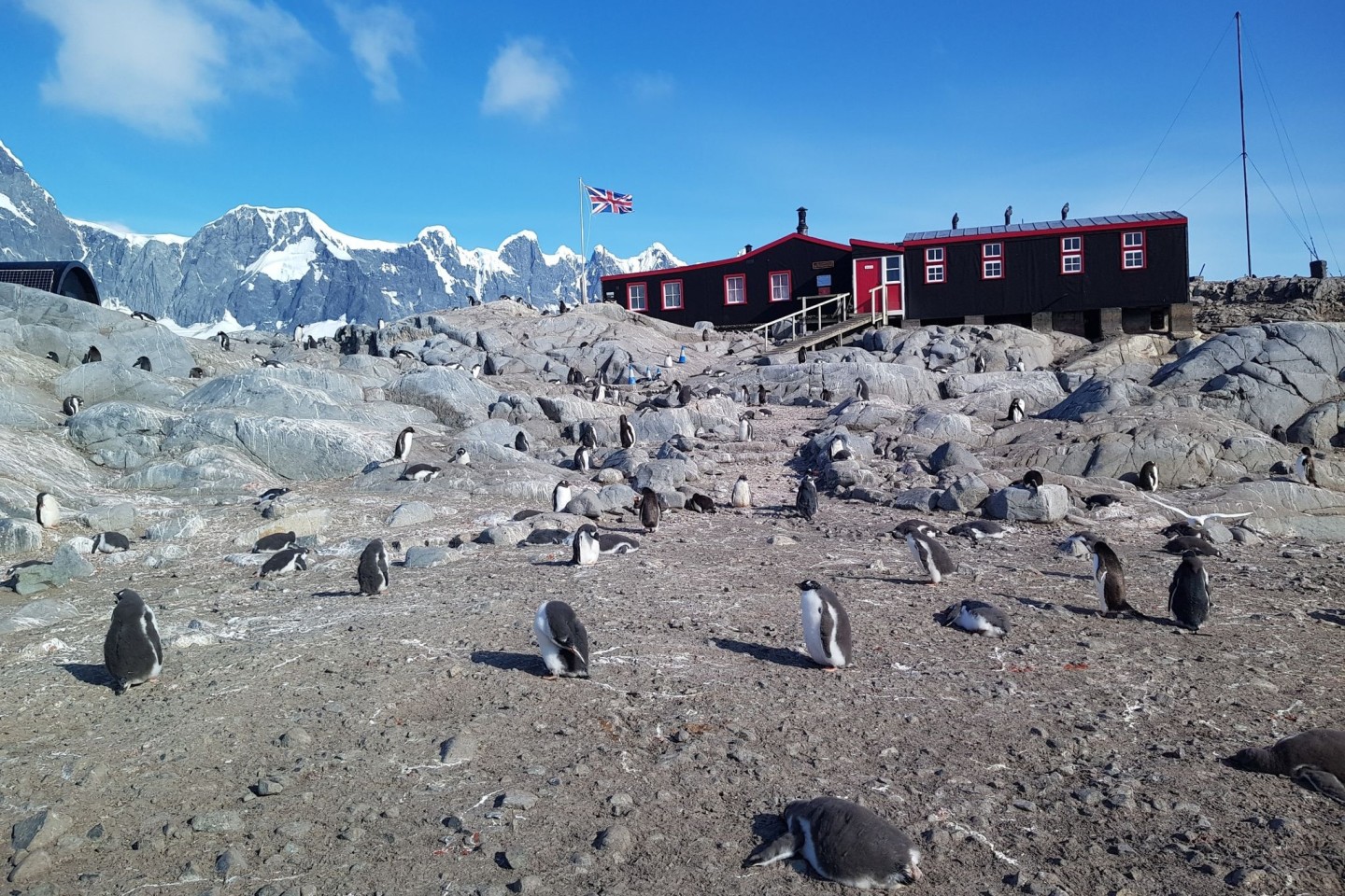 Pinguine vor der einstigen britischen Militärbasis auf der Antarktis-Insel Goudier Island.