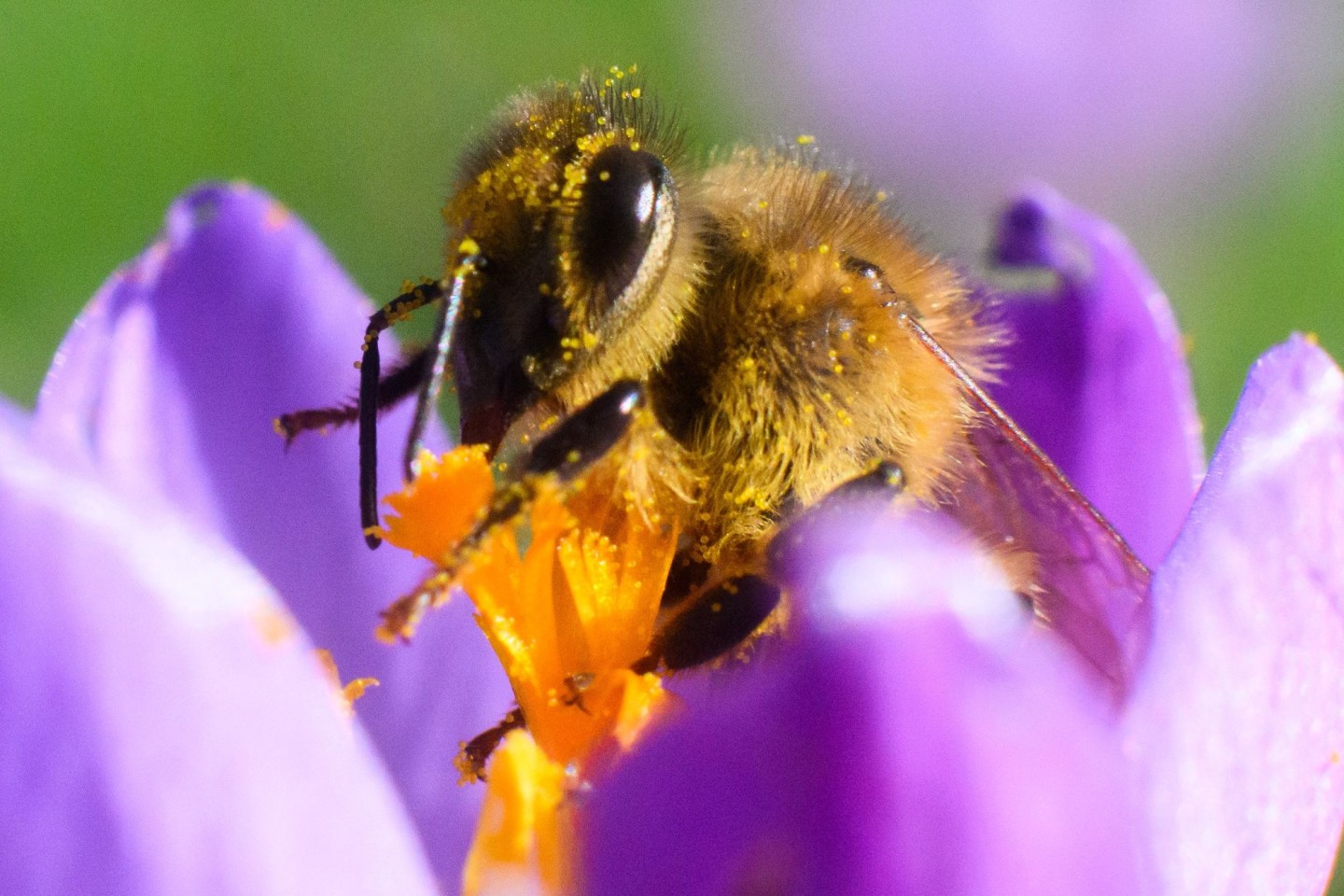 Eine Biene sitzt in einem Krokus in der Region Hannover.