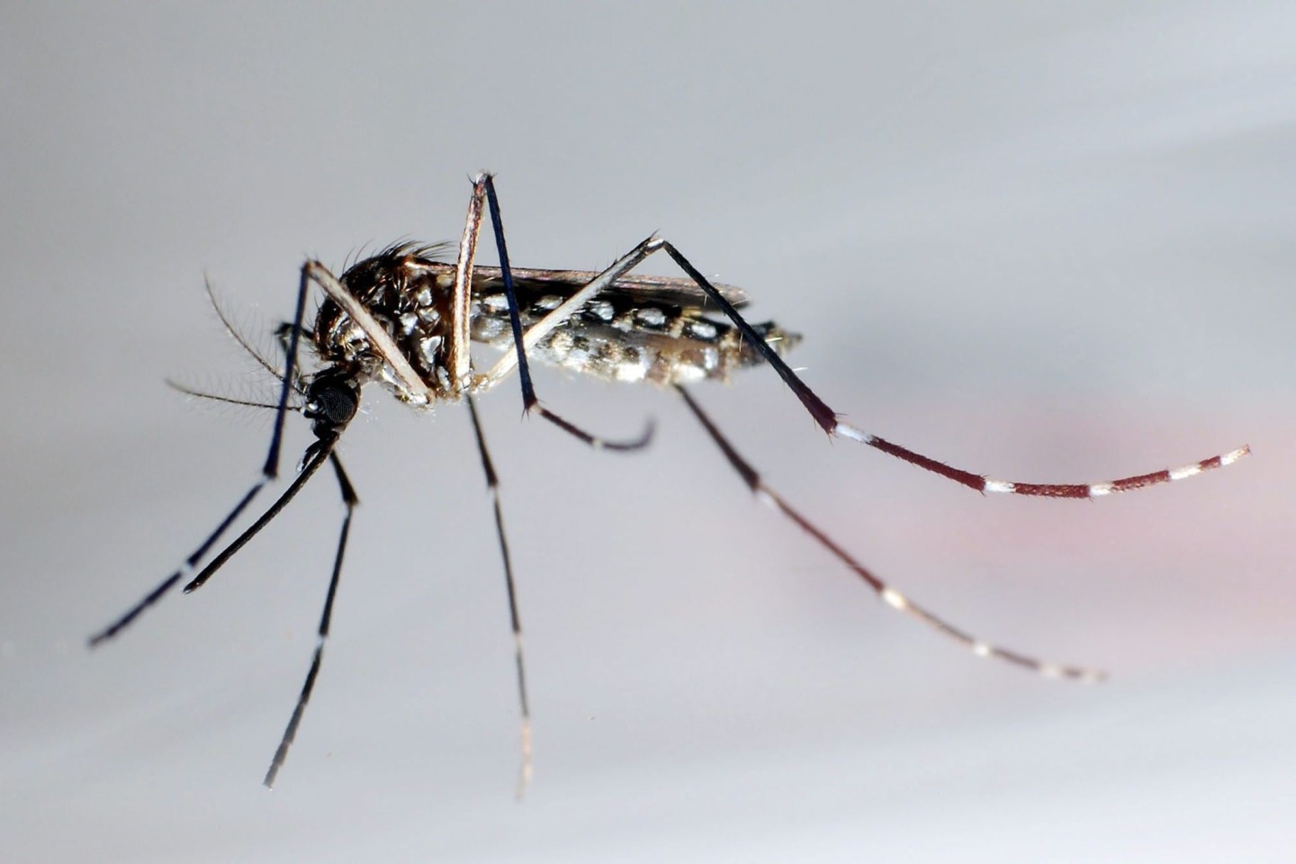 Aedes-Mücken übertragen Viren, die in manchen Fällen sogar zum Tod führen können.