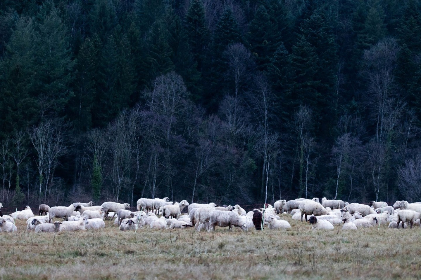 Schafe auf einer Weide im Hochschwarzwald.