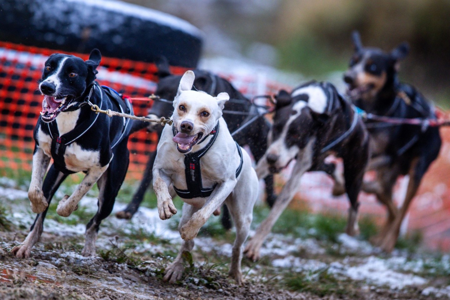 Die Hunde von Justin Kreuzig vom SSVS Sachsen rennen über die Rundstrecke.