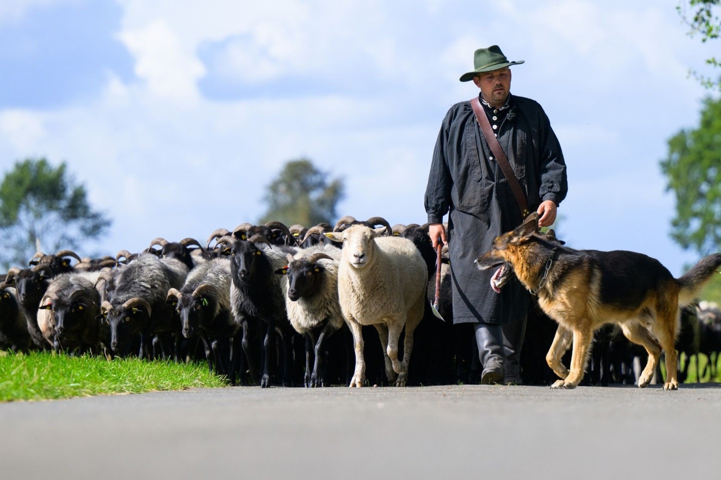 Der Schäfer Julian Schulz treibt mit seinen Hütehunden die Heidschnucken-Herde auf einer Straße entlang. Die besten Schäfer Deutschlands und ihre Hütehunde messen sich beim Bundesleistu...