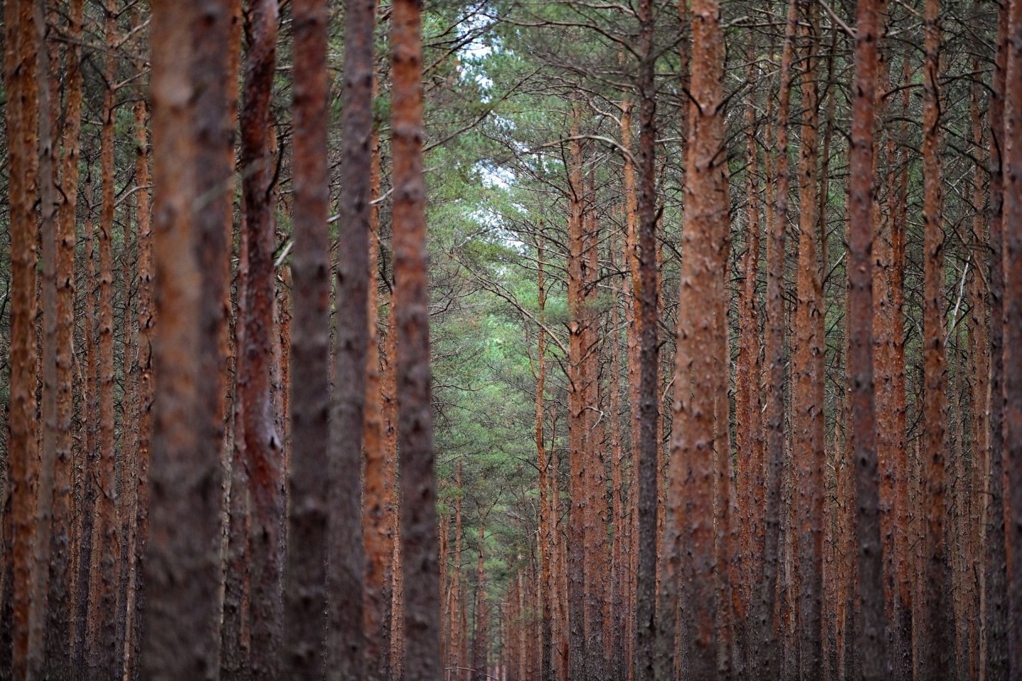 Deutliche Schäden hatten nach der Waldzustandserhebung im vergangenen Jahr über alle Arten hinweg weiterhin 35 Prozent der Bäume.