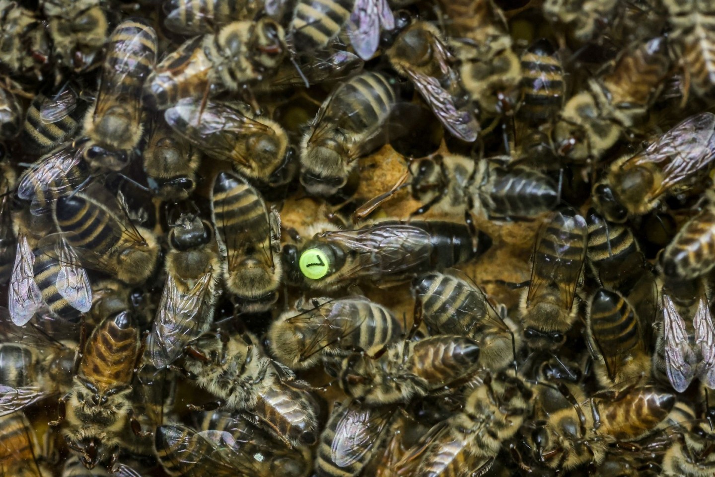Bienen in einem Begattungskasten im Bienenzuchtzentrum Bantin. Die Bienenkönigin trägt ein Plättchen samt Zuchtbuchnummer.