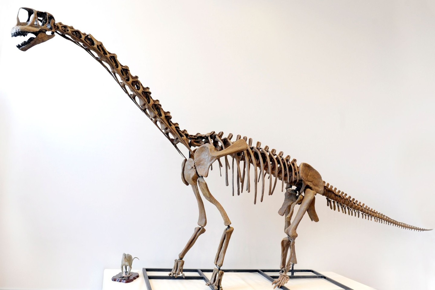 Eine maßstabsgetreue Nachbildung eines Langhals-Dinosauriers.