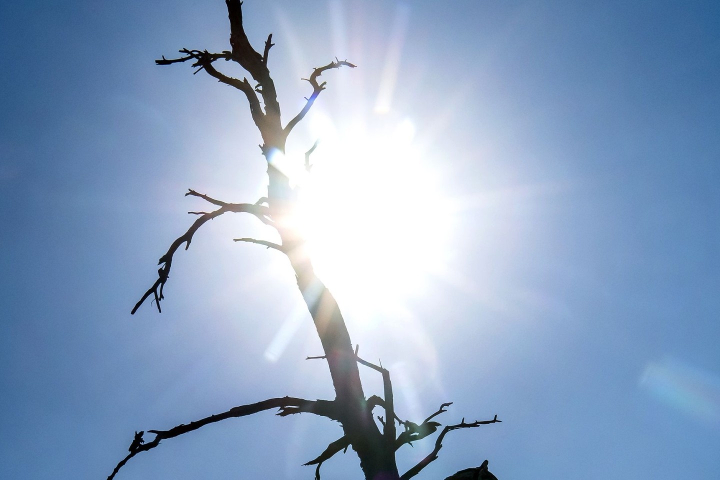 Die Silhouette eines toten Baumes zeichnet sich vor der Sonne ab.