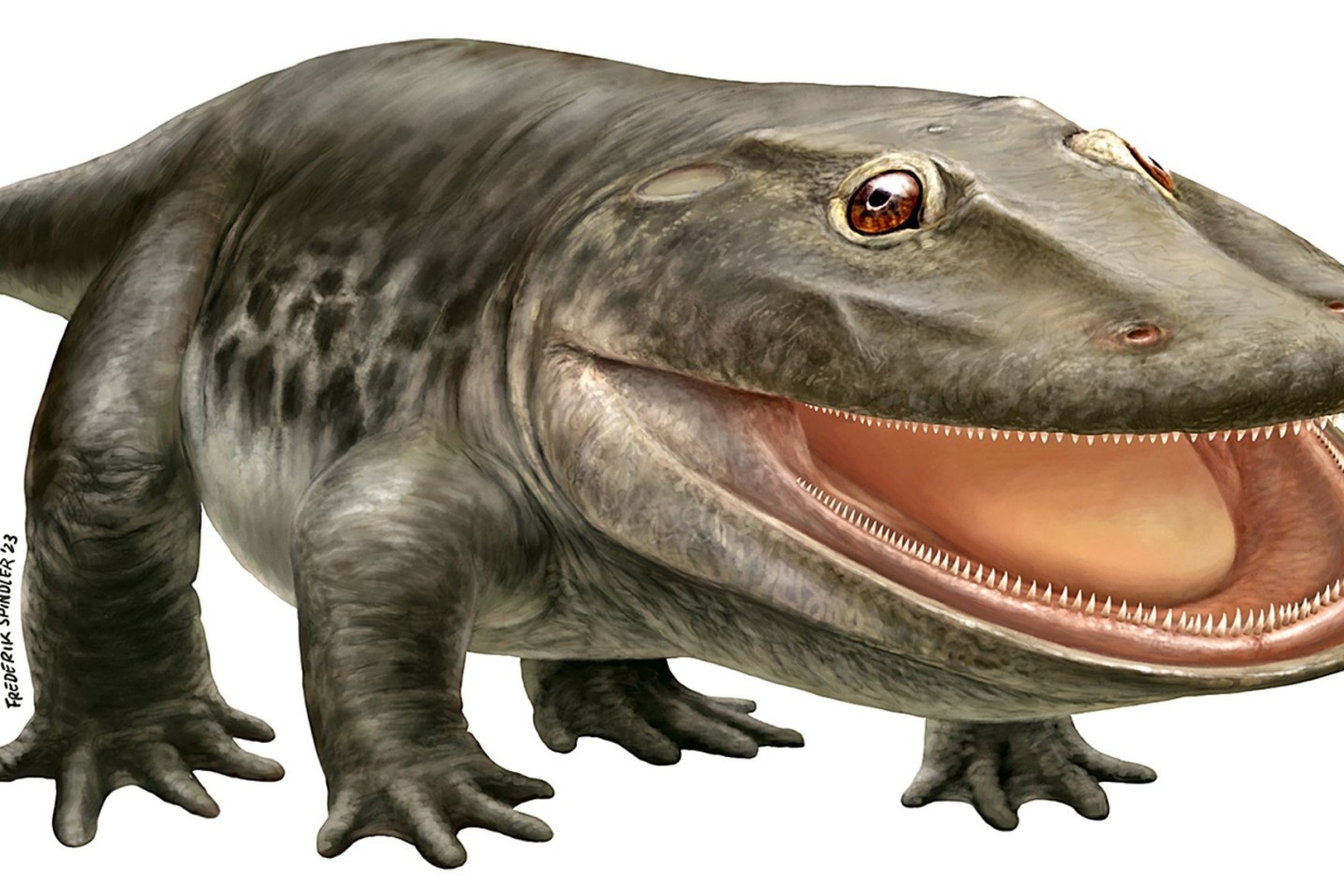Der Ursaurier mit der Fachbezeichnung Stenokranio boldi. Der Name bedeutet laut Museum in etwa: Schmalschädler.