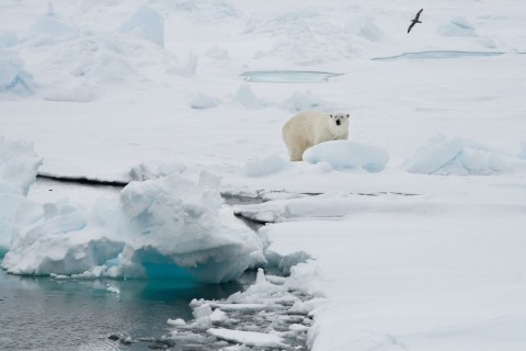 Dünnes Eis, ewige Chemikalien - Eisbären droht Doppelproblem