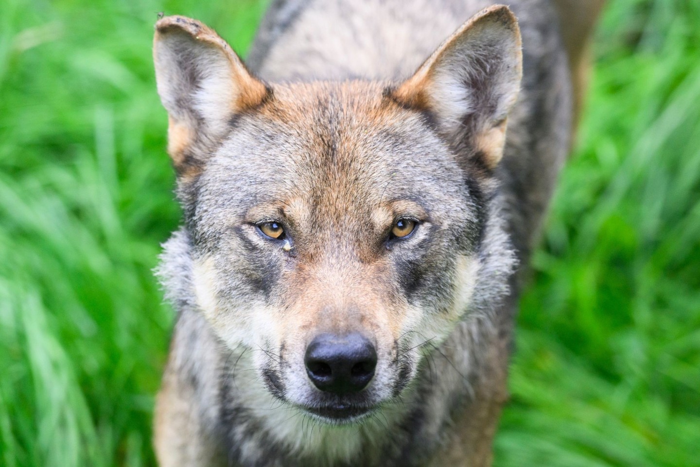 Die Umweltminister von Bund und Ländern hatten sich vor rund drei Wochen darauf verständigt, dass problematische Wölfe, die Schutzzäune überwunden und Nutztiere gerissen haben, in Deuts...
