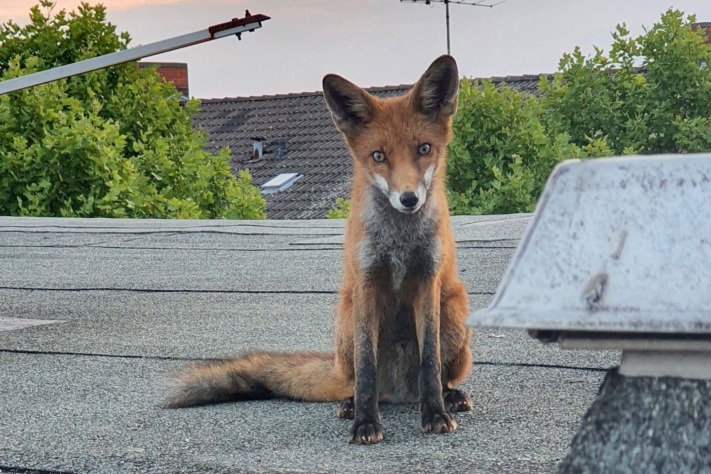 Ein junger Fuchs auf einem Dach in Charlottenburg.