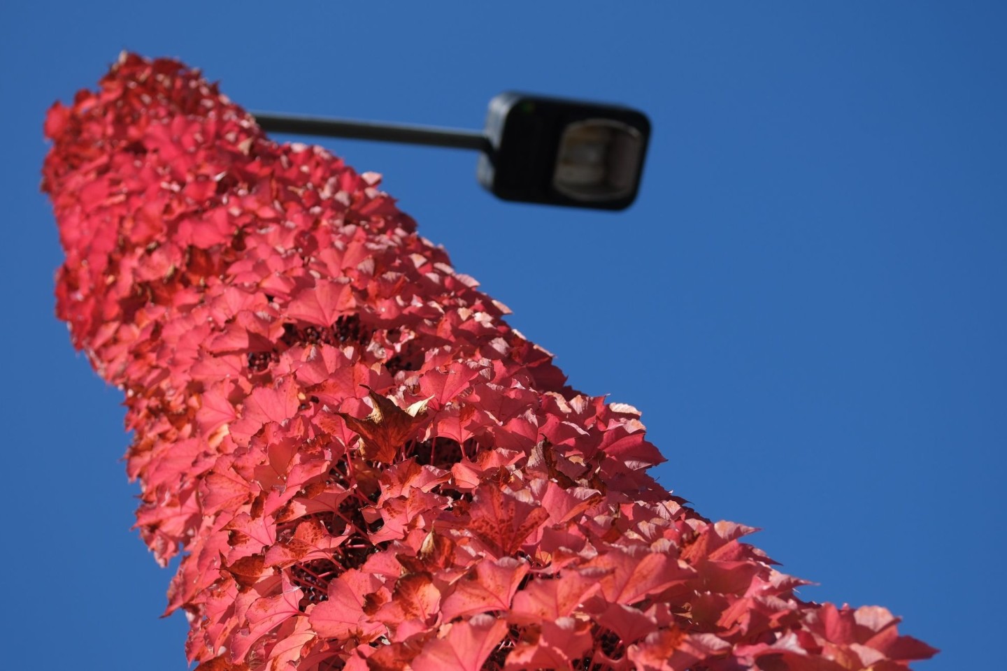 Herbstlich rotgefärbte Blätter am Mast einer Straßenbeleuchtung. In den nächsten Tagen soll wechselhaftes Herbstwetter geben.