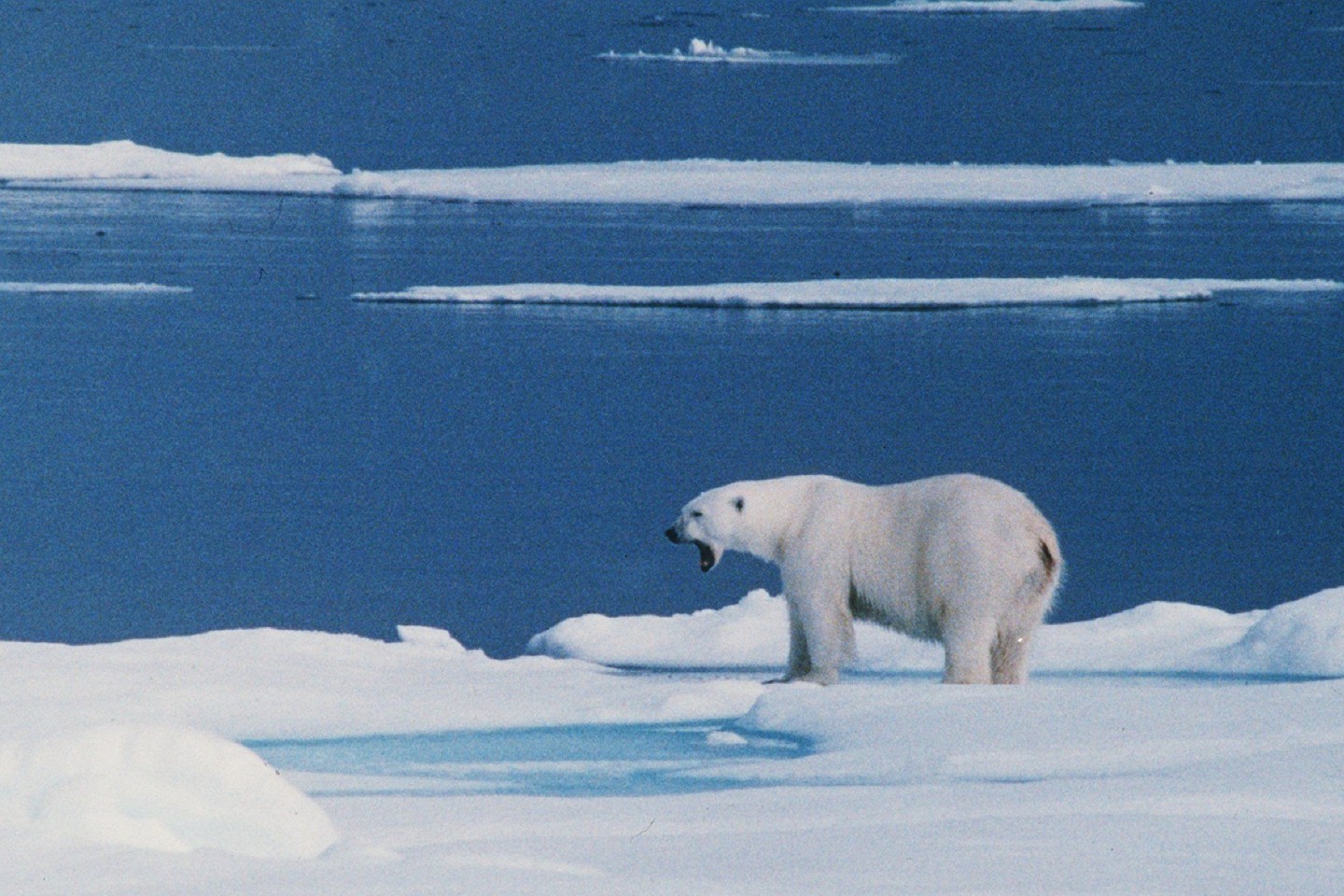 Ein Eisbär steht auf einer Eisscholle bei Spitzbergen. (Archivbild)