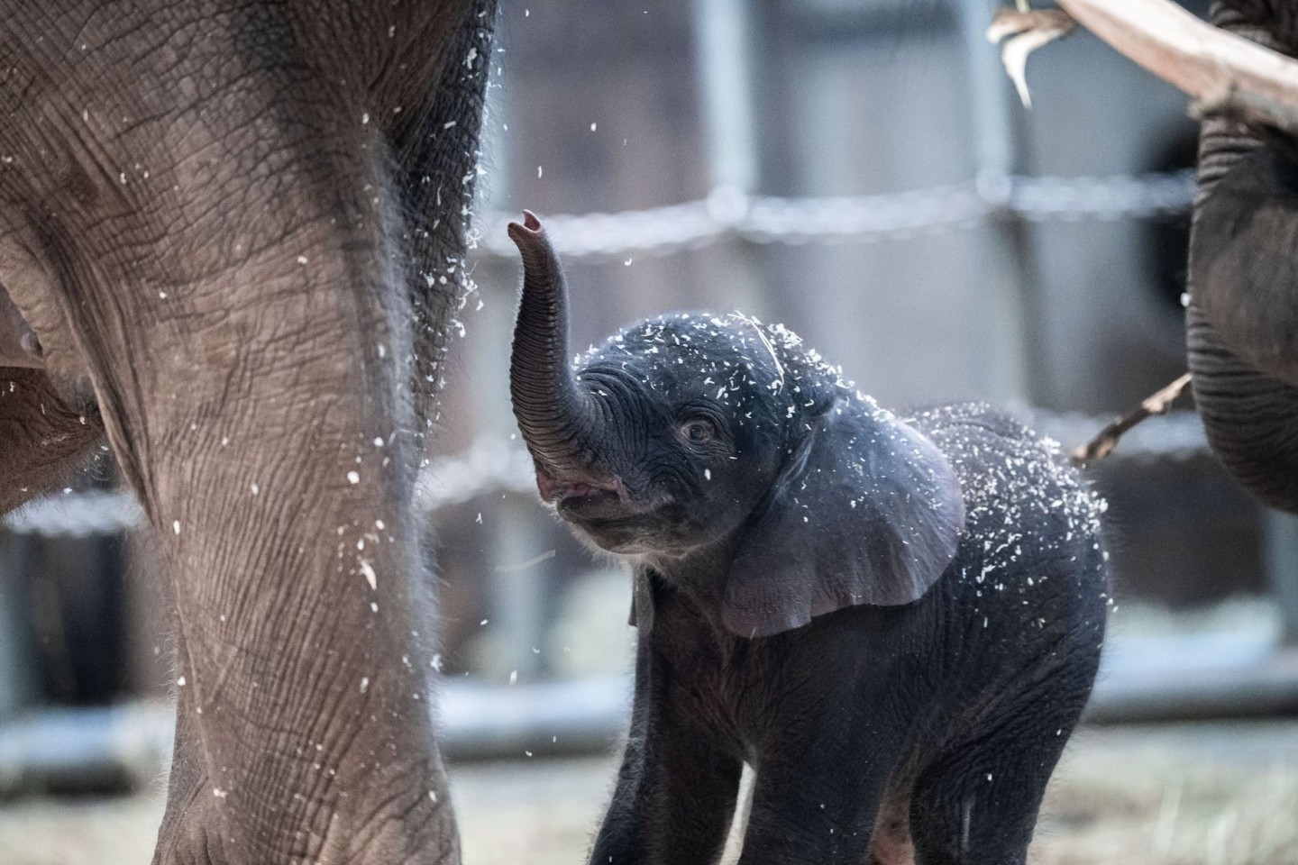 Der junge Elefantenbulle Tsavo aus dem Wuppertaler Zoo wurde eingeschläfert.