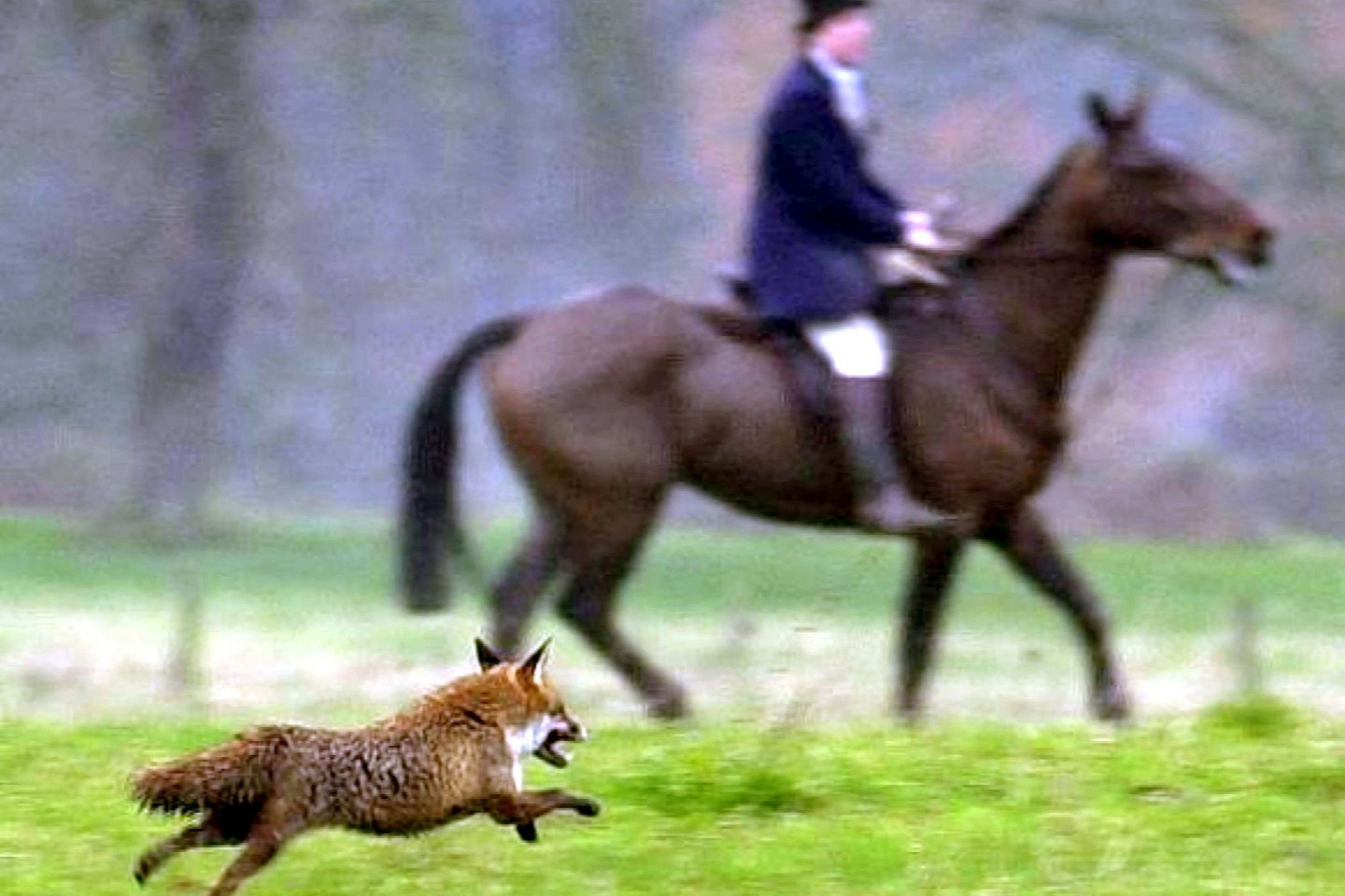 Ein Fuchs läuft im Dezember 2000 an einem Reiter der Jagdgesellschaft des Herzogs von Beaufort nahe Shipton Moyne vorbei.