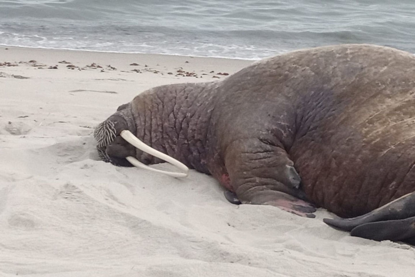 Im Juni war ein Walross an einem Strand auf Rügen gesichtet worden.