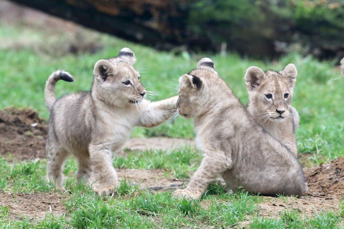 Die rund zwei Monate alten Löwenbabys Jamila, Kumani und Malaika tollen zum ersten Mal im Außengehege des Zoos herum.