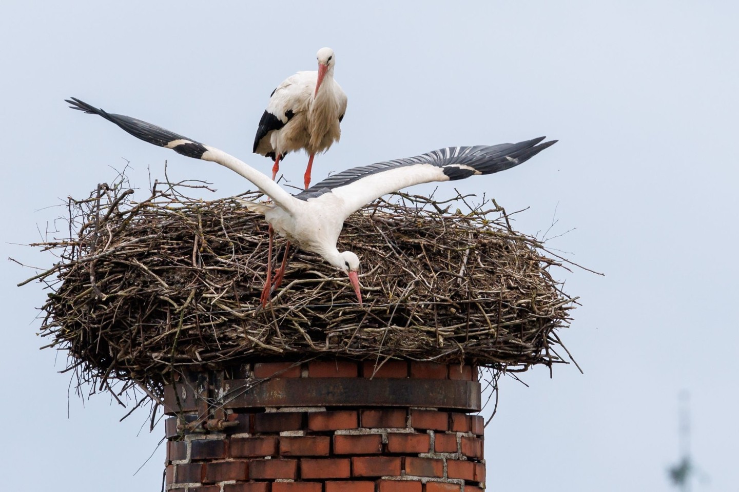 Ein Storch startet aus seinem Horst: «Wenn ein großer Populationsdruck da ist, können an günstigen Standorten Kolonien entstehen.»