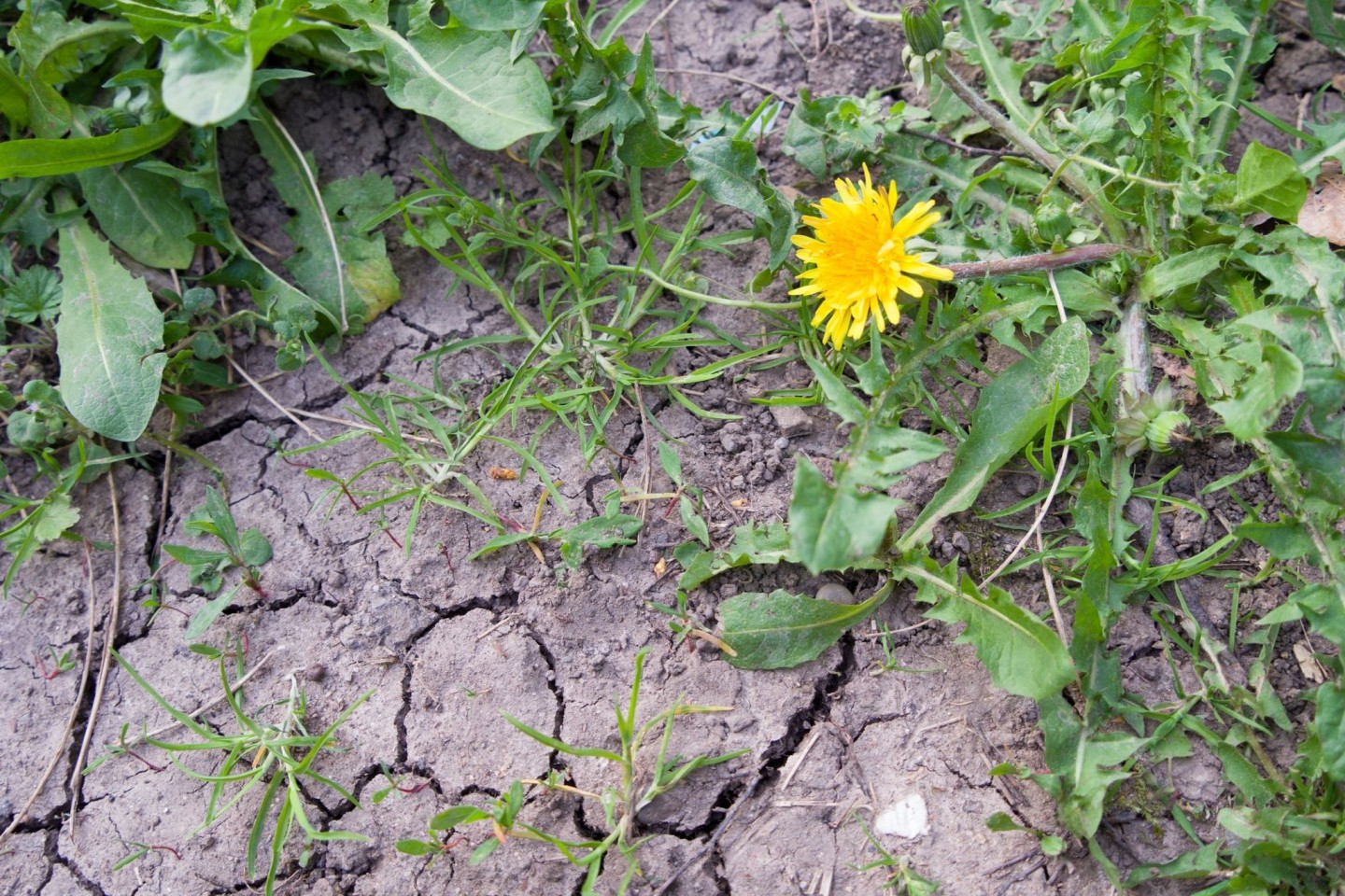 Die meisten Pflanzen kämen noch ganz gut zurecht mit der Rest-Feuchte im Boden, sagt ein Meterologe. Wenn es bis Ende Mai nicht regne, könne sich das aber ändern.