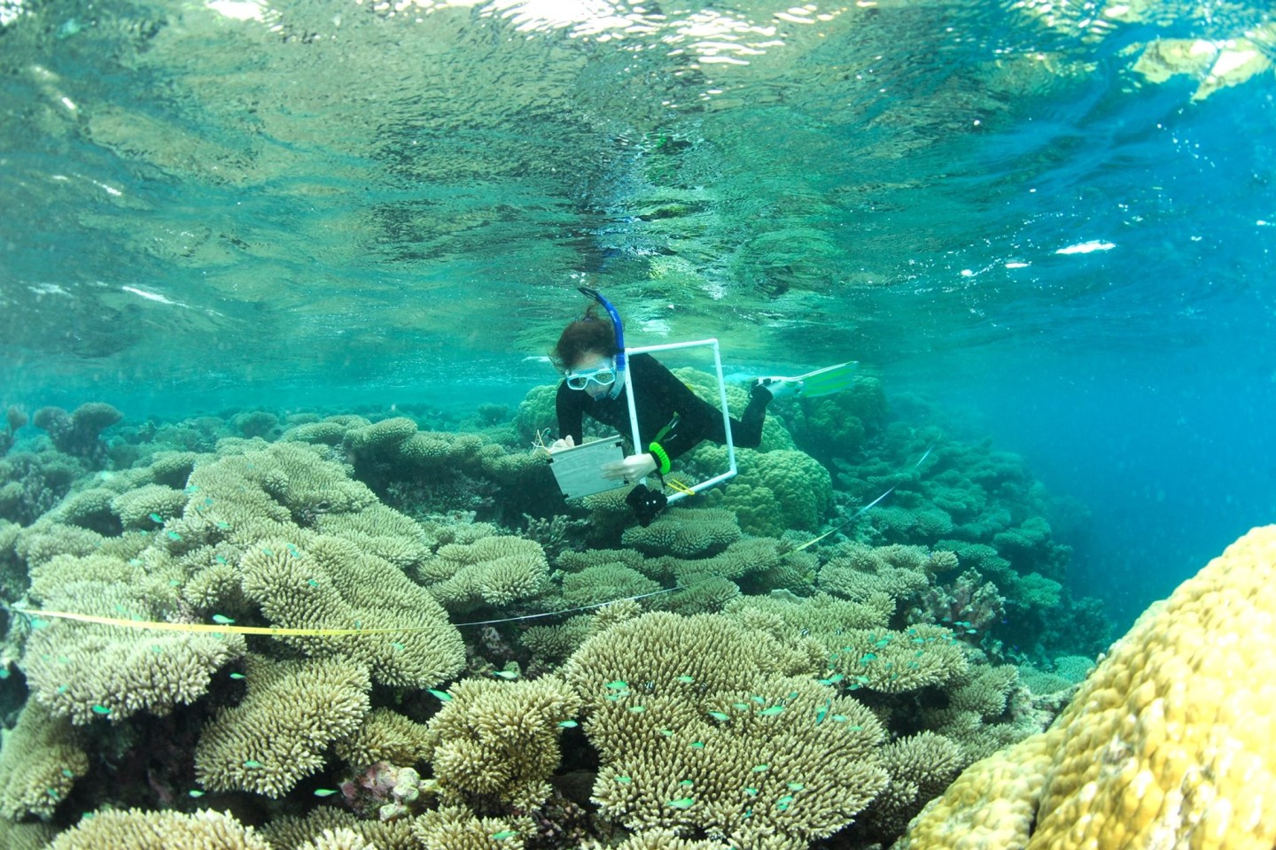 Eine Wissenschaftlerin überwacht das Korallenwachstum an Riffen im Indischen Ozean.