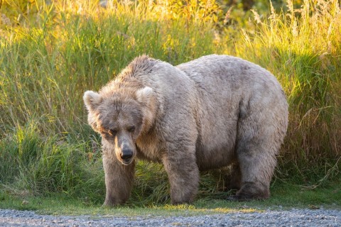 «Fat Bear»-Wahl - Wer siegt als dickster Braunbär? 