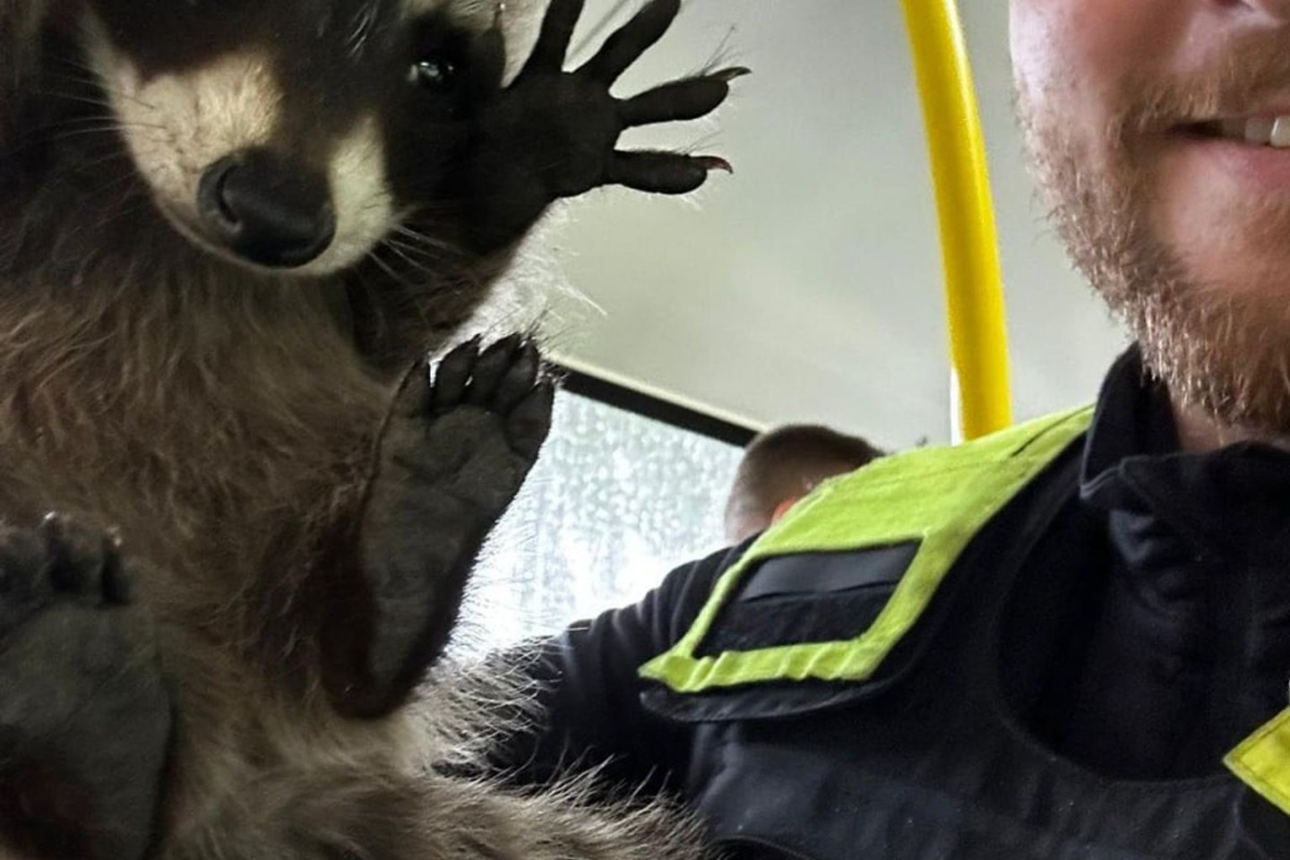 Ein Polizist hält den kleinen Waschbären in einem Bus in die Kamera.