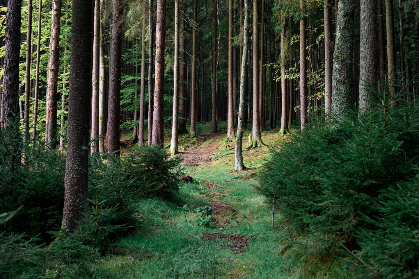 Ein achtjähriges Mädchen aus Berlin hat sich im Wald an der deutsch-tschechischen Grenze verirrt.