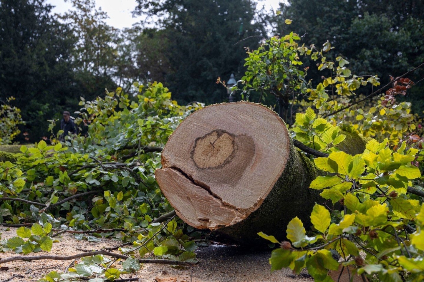 Im Würzburger Ringpark stürzte ein Baum auf eine Radfahrerin - später wird er zerkleinert.