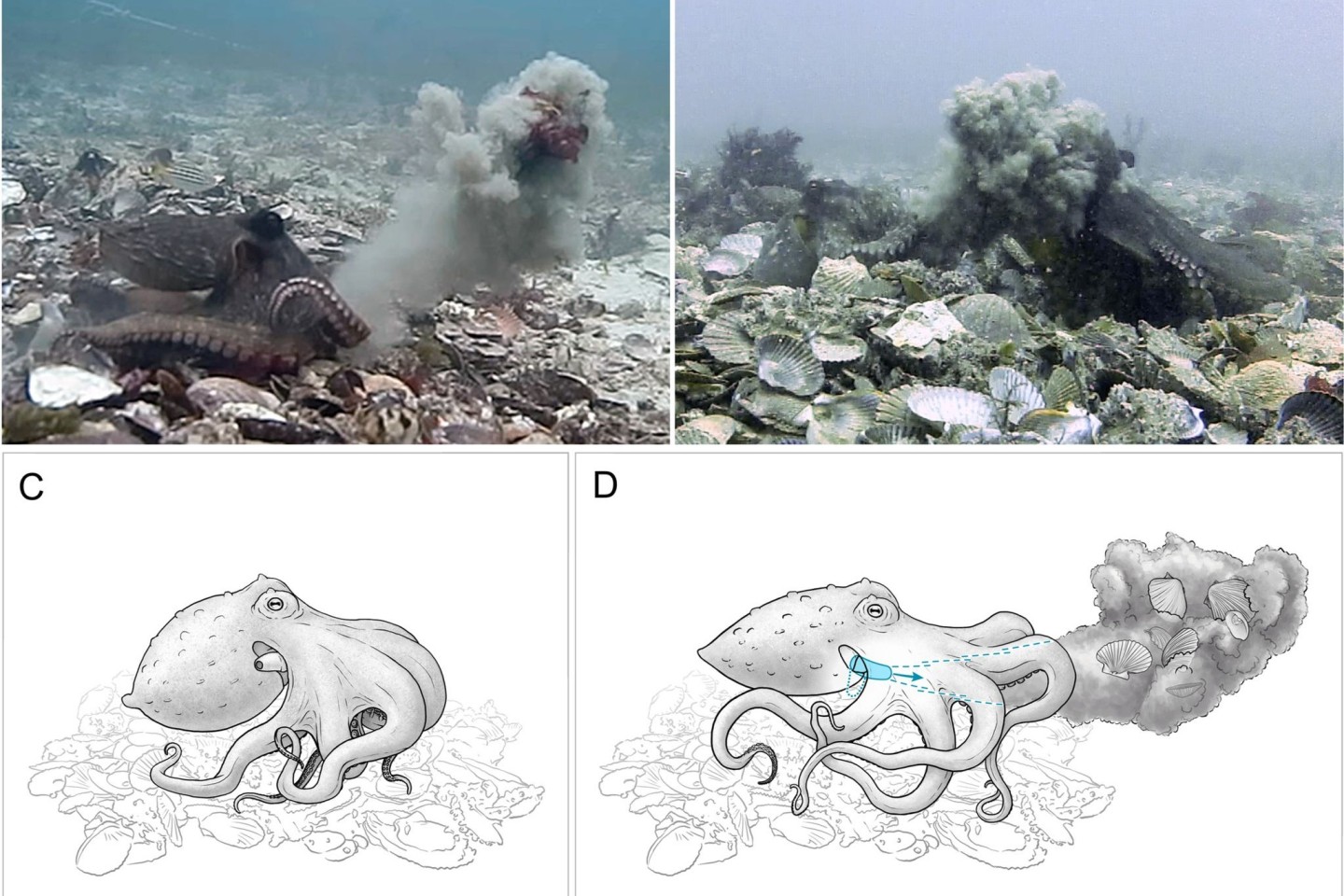 Eine Bildkombo veranschaulicht, wie Gemeine Sydneykraken (Octopus tetricus) mit Muscheln und Schlick um sich werfen.