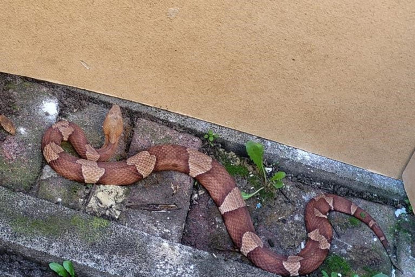 Eine Schlange der hochgiftigen Art Nordamerikanischer Kupferkopf ist in Bremerhaven aufgetaucht.
