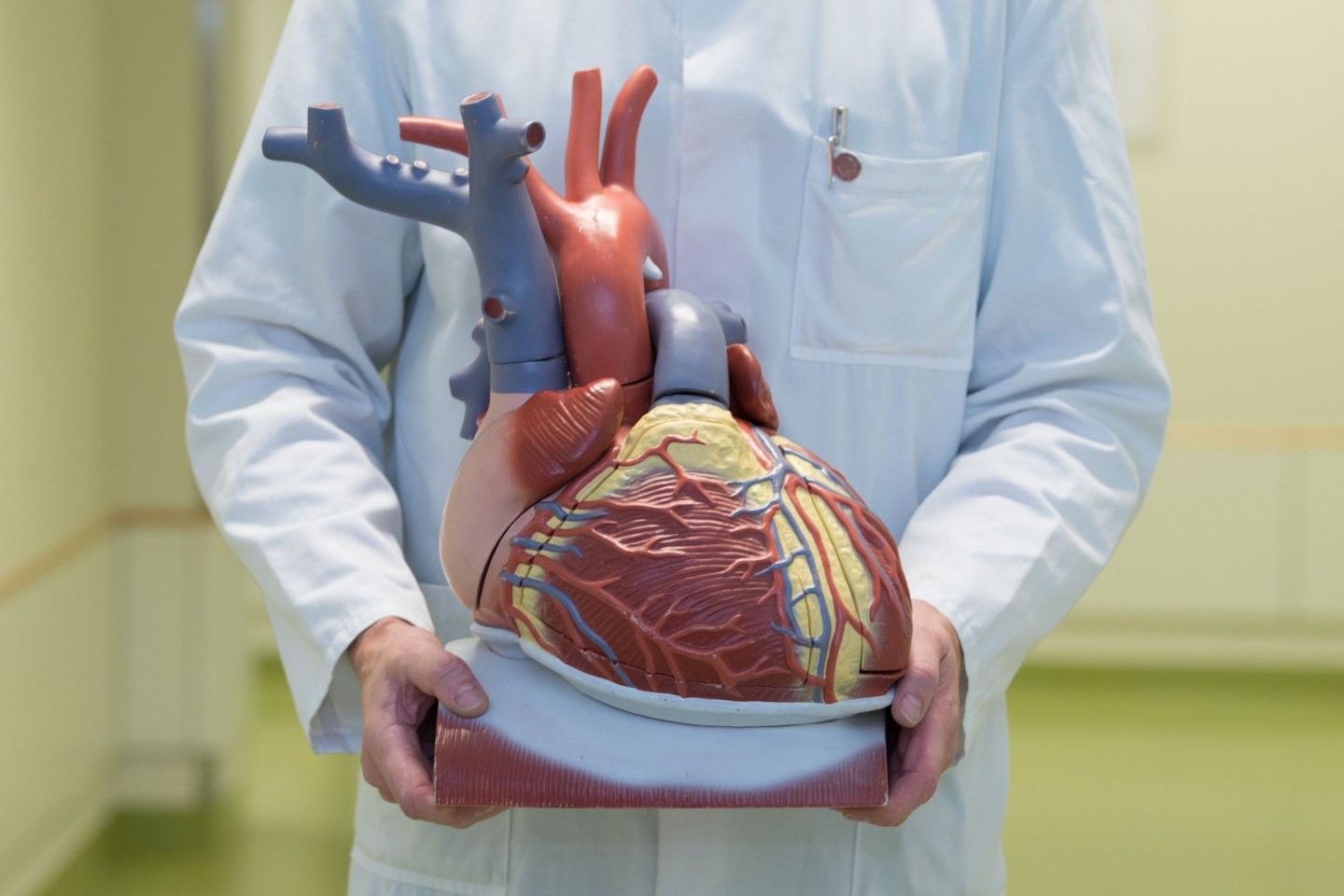 Ein Arzt zeigt ein anatomisches Modell des menschlichen Herzens.