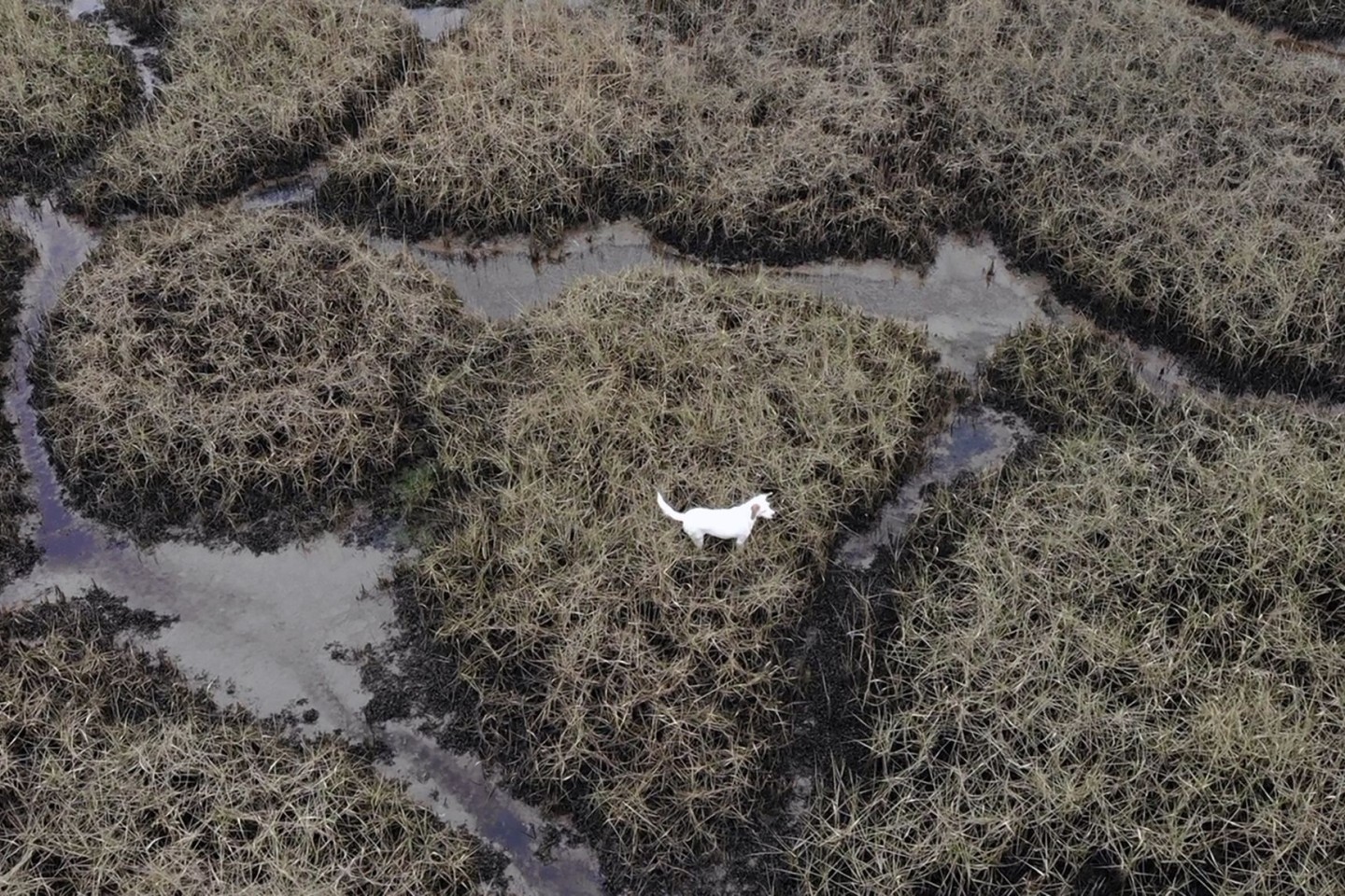 Drohnenfoto von Mischling «Millie» im Watt vor Südengland.
