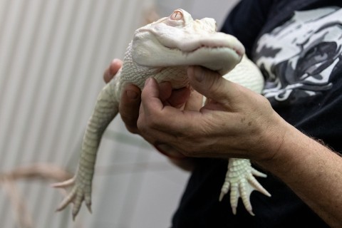 In Koffer entdeckt: Weißer Alligator lebt jetzt in NRW-Zoo