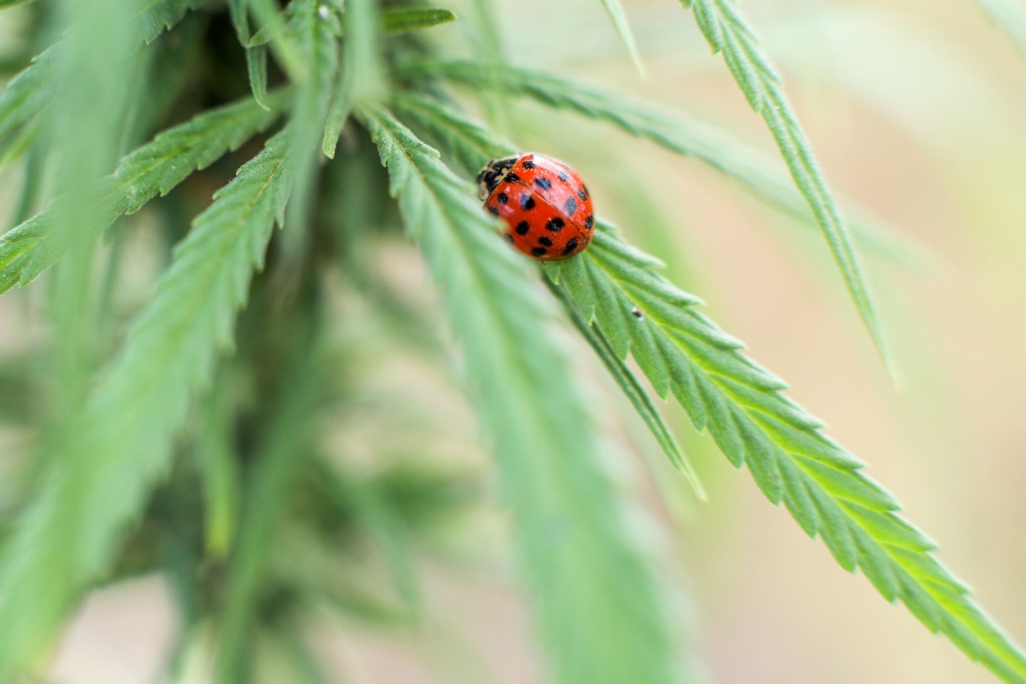 Ein Marienkäfer sitzt auf einer Cannabispflanze (Symbolfoto).