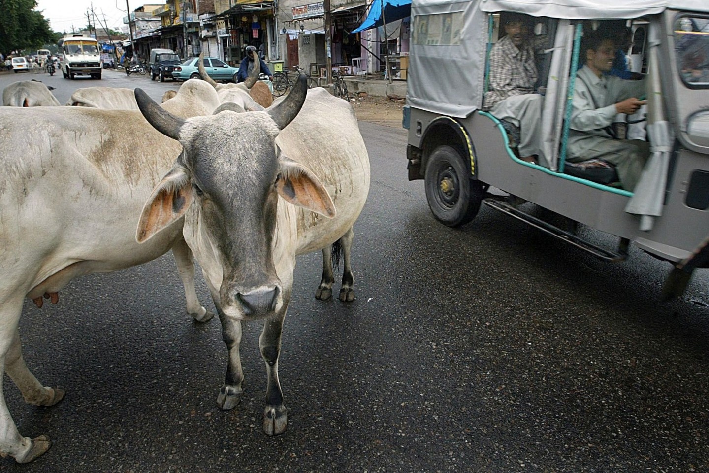 Kühe stehen auf einer Hauptstraße in einem Außenbezirk der indischen Haupstadt Neu Delhi.